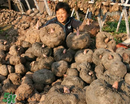 魔芋什么時候種植？魔芋怎么種植技術(shù)？