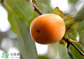 柿子為什么會(huì)澀？柿子怎么吃不澀？