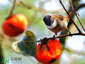 柿子為什么會黑？柿子為什么凍完發(fā)黑？