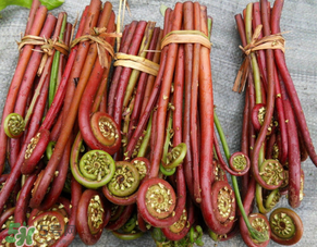蕨菜是發(fā)物嗎？蕨菜是不是發(fā)物嗎？