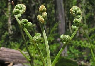 野生蕨菜多少錢一斤？蕨菜多少錢一斤？