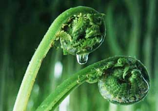 吃蕨菜會(huì)過(guò)敏嗎？皮膚過(guò)敏能吃蕨菜嗎？