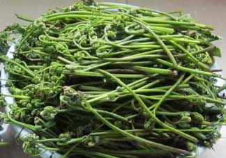 吃蕨菜有什么好處？吃蕨菜的好處