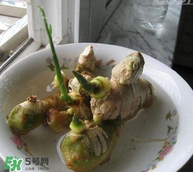 生姜發(fā)芽了能吃嗎？生姜發(fā)芽了能不能吃