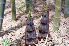 春筍上市如何買到鮮美竹筍？新鮮春筍怎么挑？