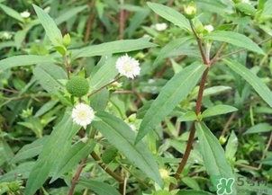 蒲公英的根和葉哪個(gè)好？蒲公英葉和根的功效