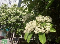 石楠花可以吃嗎？石楠花花語