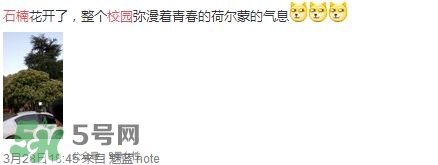 為什么學校要種石楠花？石楠花的味道為什么這么銷魂？
