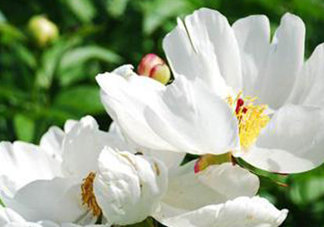 白芍可以美白嗎？白芍怎么美白？