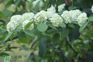 為什么學校要種石楠花？石楠花的味道為什么這么銷魂？
