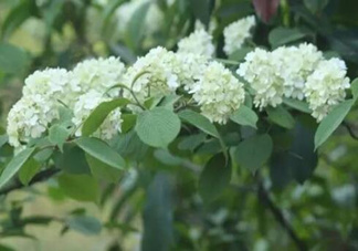 為什么學(xué)校要種石楠花？石楠花的味道為什么這么銷魂？