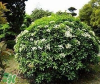 為什么學校要種石楠花？石楠花的味道為什么這么銷魂？
