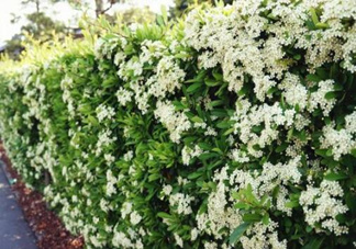 石楠花可以吃嗎？石楠花花語