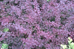 石楠花可以吃嗎？石楠花花語