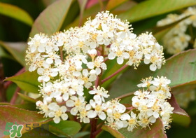 石楠花可以吃嗎？石楠花花語