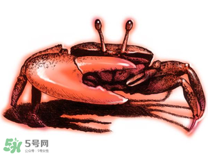 五月份可以吃螃蟹嗎？5月份可以吃螃蟹嗎？