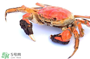 五月份可以吃螃蟹嗎？5月份可以吃螃蟹嗎？