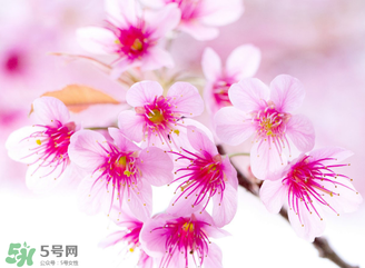 五月份還有櫻花嗎？日本5月份還有櫻花嗎？