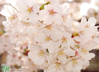 五月份還有櫻花嗎？日本5月份還有櫻花嗎？