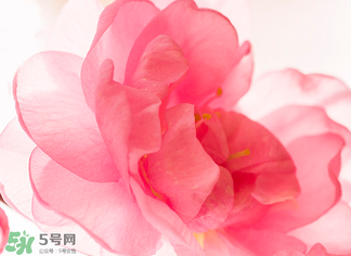 五月份還有櫻花嗎？日本5月份還有櫻花嗎？