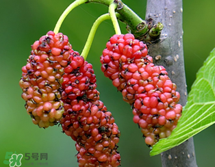 桑葚什么時(shí)候結(jié)果？桑葚幾年結(jié)果？