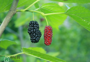 桑葚什么時(shí)候結(jié)果？桑葚幾年結(jié)果？