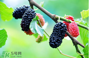 哪些人不能吃桑葚？桑葚什么人不能吃？