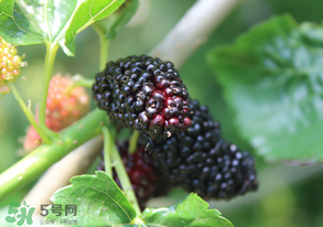 哪些人不能吃桑葚？桑葚什么人不能吃？