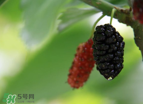 哪些人不能吃桑葚？桑葚什么人不能吃？