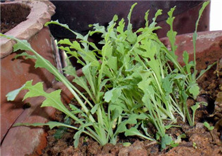 罌粟苗能當(dāng)菜吃嗎？罌粟苗可以當(dāng)菜吃嗎？