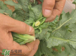 大煙苗能吃嗎？大煙苗能生吃嗎？