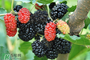 桑葚酸嗎？桑葚為什么酸？