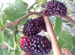 桑葚發(fā)霉了還能吃嗎？桑葚發(fā)霉了還能泡酒嗎？