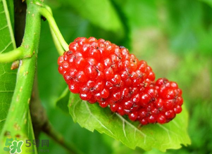 桑葚變紅了可以吃嗎？桑葚發(fā)紅可以吃嗎？