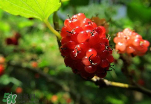 桑葚變紅了可以吃嗎？桑葚發(fā)紅可以吃嗎？