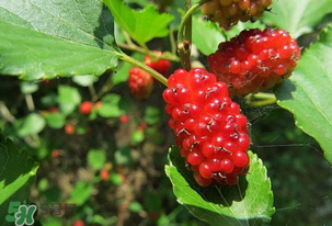 桑葚變紅了可以吃嗎？桑葚發(fā)紅可以吃嗎？