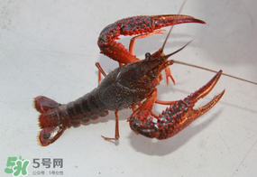 四月份能釣龍蝦嗎？4月份能釣龍蝦嗎？
