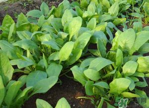 4月份可以種菠菜嗎？菠菜幾月份種？