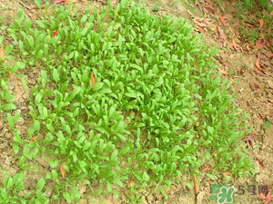 4月份可以種菠菜嗎？菠菜幾月份種？