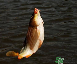 四月份可以釣鯉魚嗎？四月份怎么釣鯉魚？