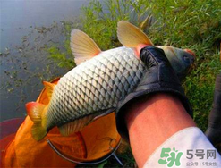 四月份可以釣鯉魚嗎？四月份怎么釣鯉魚？
