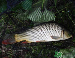 四月份可以釣鯉魚嗎？四月份怎么釣鯉魚？