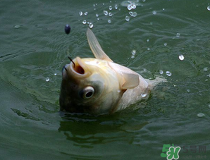 四月份能釣魚嗎？四月份釣什么魚？
