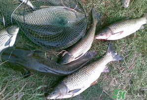 四月份能釣魚嗎？四月份釣什么魚？