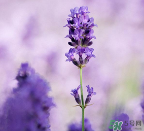 4月份有薰衣草嗎？四月份薰衣草開了嗎？