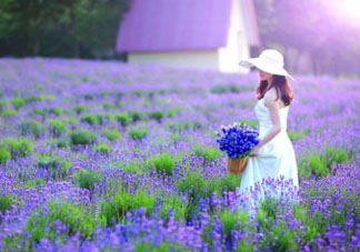 4月份有薰衣草嗎？四月份薰衣草開了嗎？