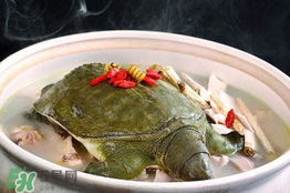 懷孕初期能吃甲魚嗎？懷孕初期可以吃甲魚嗎？