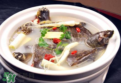 懷孕初期能吃甲魚嗎？懷孕初期可以吃甲魚嗎？