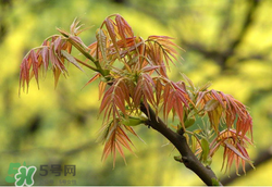香椿多少錢一斤？香椿芽多少錢一斤2017？