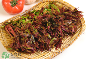 香椿為什么會苦？香椿苦味怎么回事？
